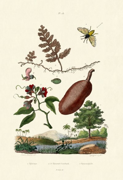 Sawfly by French School